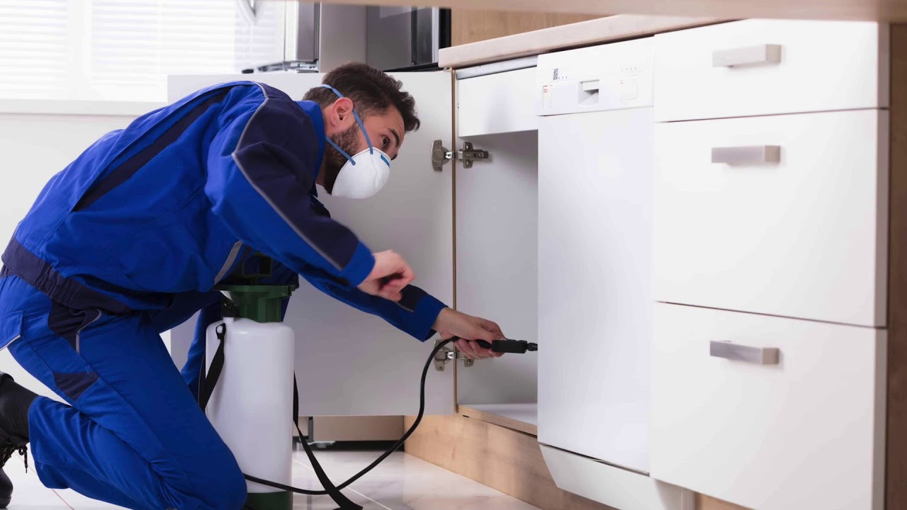 خدمات مكافحة النمل