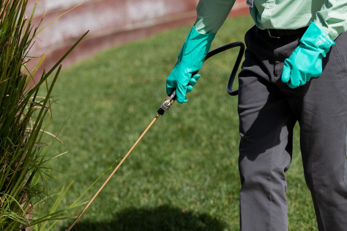 افضل شركات مكافحة الفئران في مصر 2022