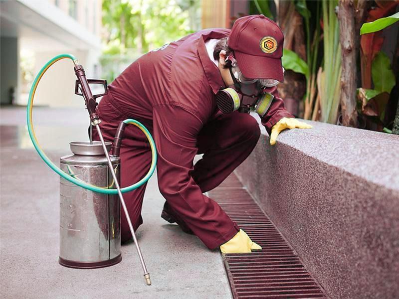 افضل شركة ابادة حشرات